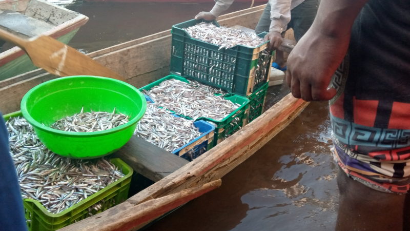 Kalemie : Les pêcheurs du Lac Tanganyika  se plaignent de la baisse de la production
