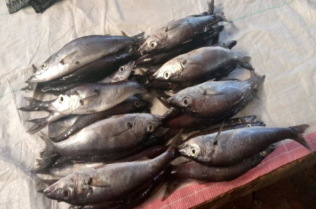 Province du Tanganyika: Les pêcheurs déplorent la faible rentabilité de leur activité