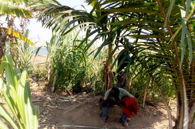 Lualaba-Busanga: une ONG insiste sur l’indemnisation  des agriculteurs