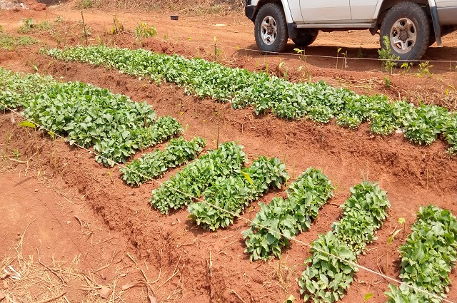 Tanganyika :– Agriculture : Plus de 5 mille ménages accompagnés
