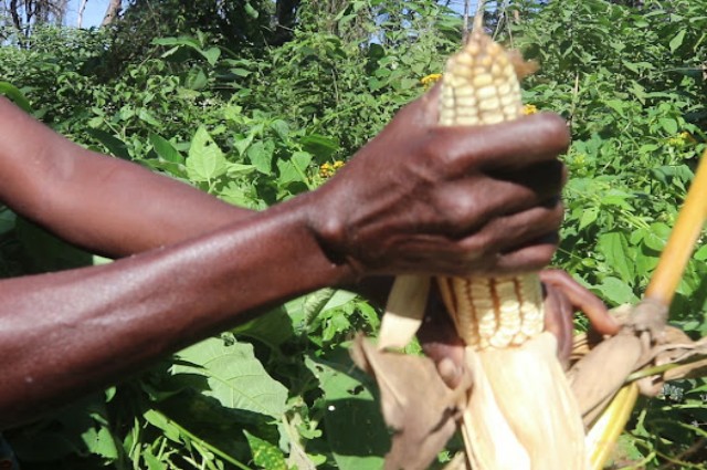 Les maïs et haricots destructeurs des forêts et des savanes du centre de la RDC