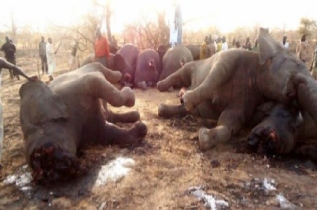 Grand Katanga : la chasse aux braconniers se poursuit