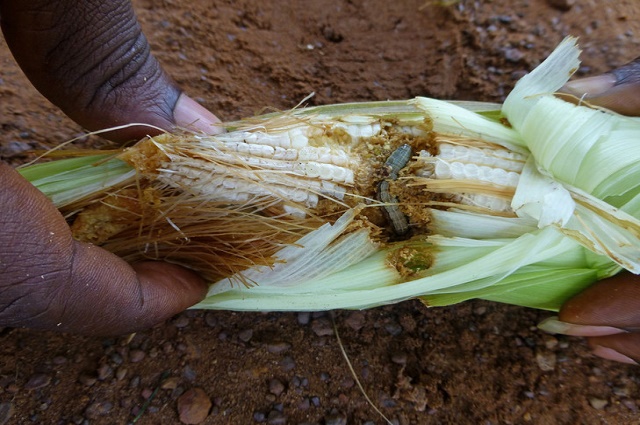 Lubumbashi : les grands producteurs sensibilisés sur le danger de l’usage excessif des pesticides dans la lutte contre la chenille légionnaire