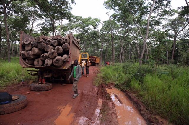 Haut-Katanga: les exploitants forestiers artisanaux plaident pour la levée de la suspension d’évacuation du bois rouge