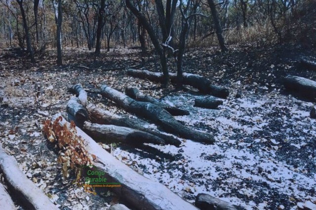 Haut-Katanga : les forêts communautaires vont-elles sauver le bois rouge de l’extinction ?