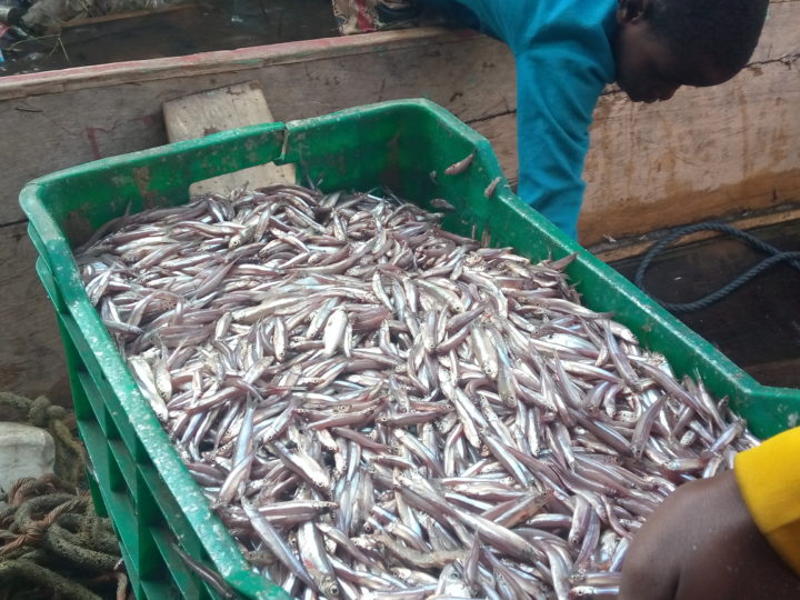 Tanganyika: La pêche se poursuit malgré la décision de feremeture