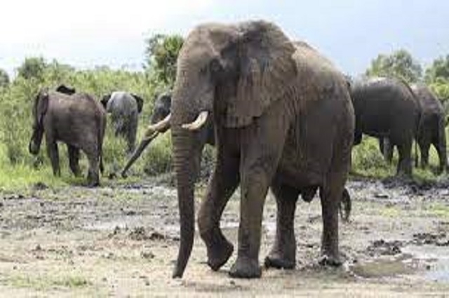 Lualaba : trois éléphants en divagation font des ravages à Lubudi