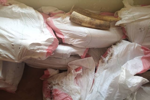 Lubumbashi : les autorités judiciaires ont  saisi près d’une tonne et demie d’ivoire de contrebande