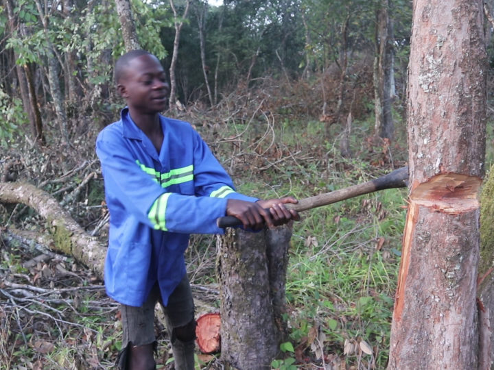Kalamba deforestation/ archives. OFCC