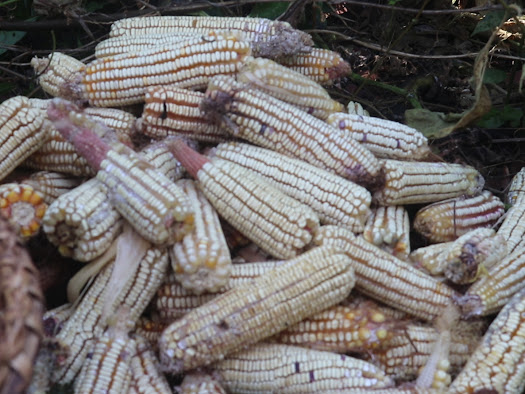 Haut -Lomami : rareté du maïs