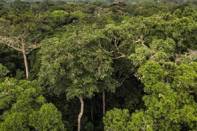 Yangambi/ engagements de la RDC sur la protection des forêts
