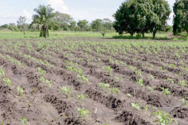 Haut Katanga : quand l’agriculture tend à être obligatoire