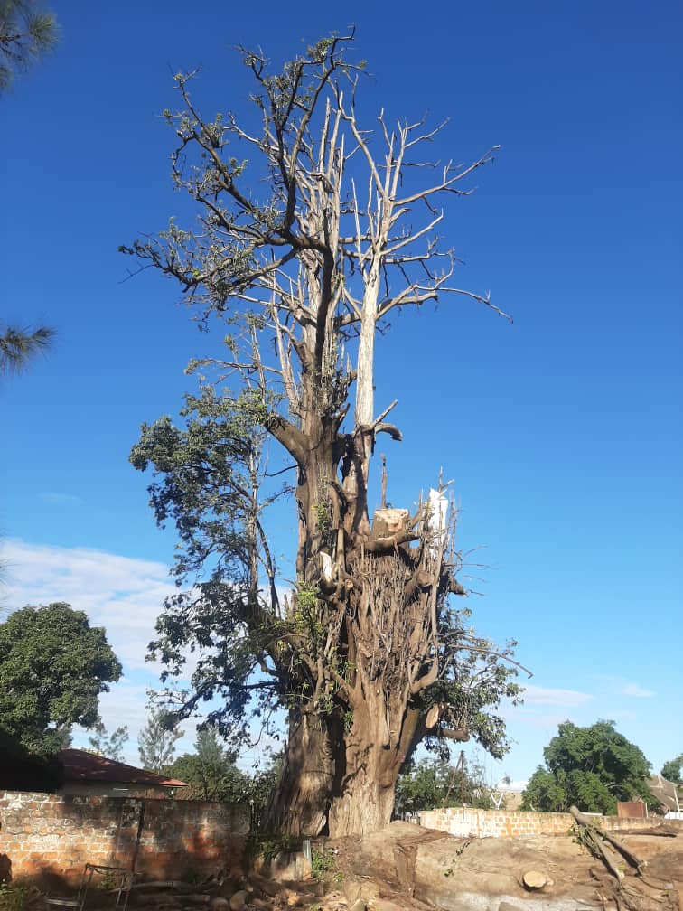 Lubumbashi: l’élagage du Kapokier, les Lushois regrettent