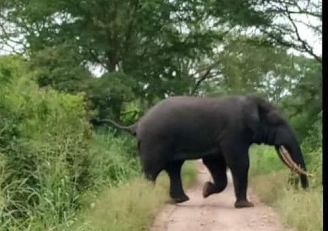 Manono: Le conflit éléphants-hommes persiste