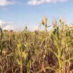 Champ de mais