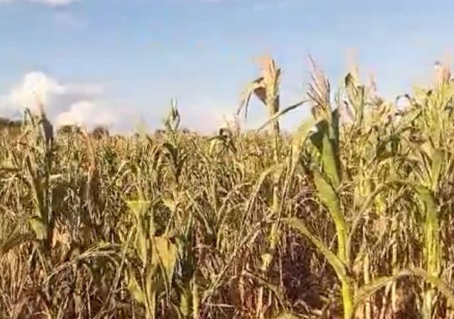 Haut Katanga : la production du maïs en danger