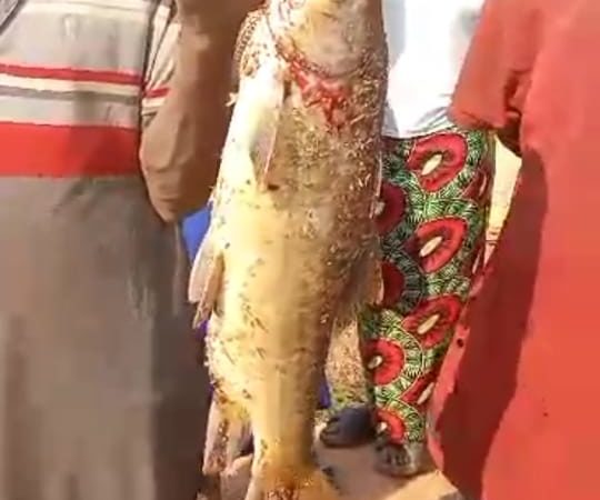 Fungurume: accident Kelangile, nouveaux dégâts sur les poissons