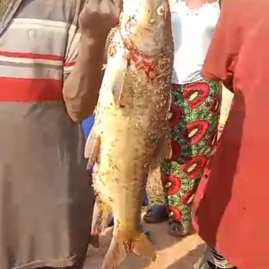 Fungurume: accident Kelangile, nouveaux dégâts sur les poissons