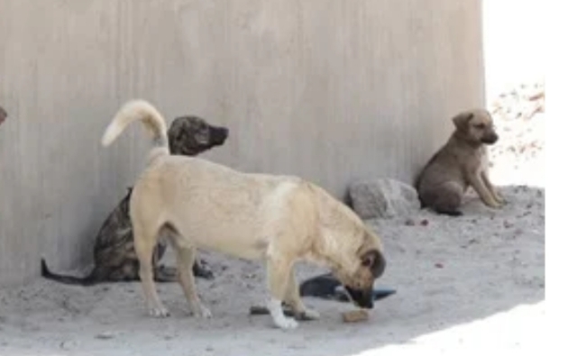 Chiens,illustrant épidémie de rage canine