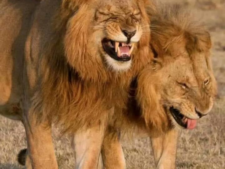 Lubumbashi : 2 lions en cavale, les Lushois vivent sous panique