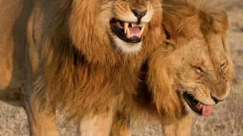 Lubumbashi : 2 lions en cavale, les Lushois vivent sous panique