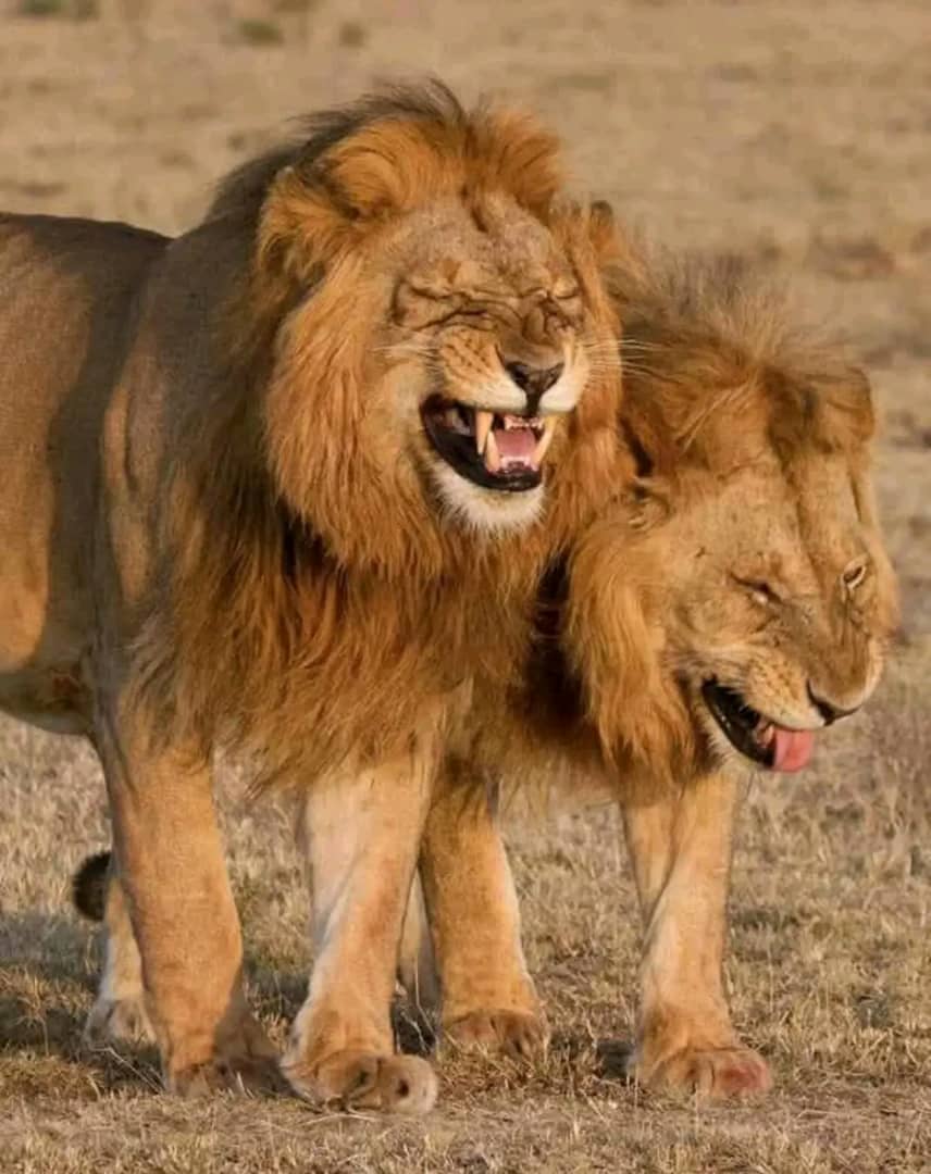 Lubumbashi : 2 lions en cavale, les Lushois vivent sous panique