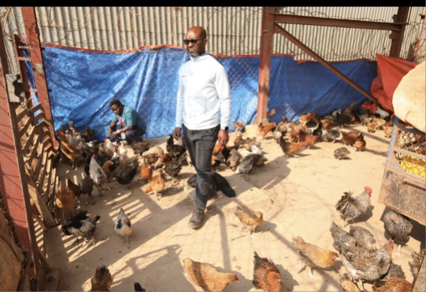 Des coqs et poules dons de TFM