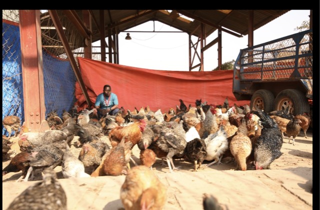 Éleveurs à côté des coqs et poules dons de TFM