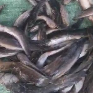 Du poisson morts dans la rivière Lubumbashi 