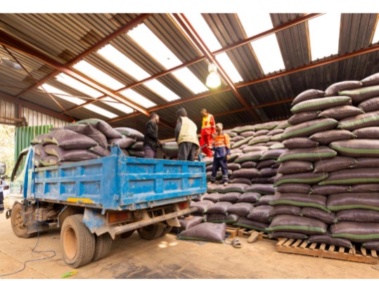 Campagne agricole 2024-2025 : Plus de 8 000 tonnes de maïs produites par les planteurs encadrés par TFM