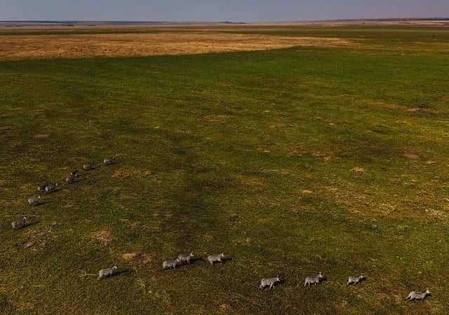 RDC : Au parc national l&rsquo;upemba, la population de zèbres s&rsquo;accroît