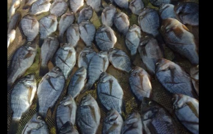 Haut Katanga: la fermeture de la pêche violée sur le lac Tshangalele