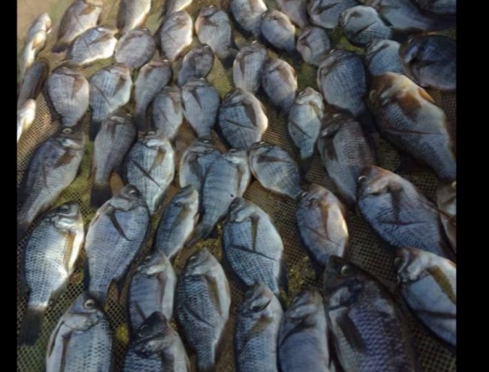 Haut Katanga: la fermeture de la pêche violée sur le lac Tshangalele