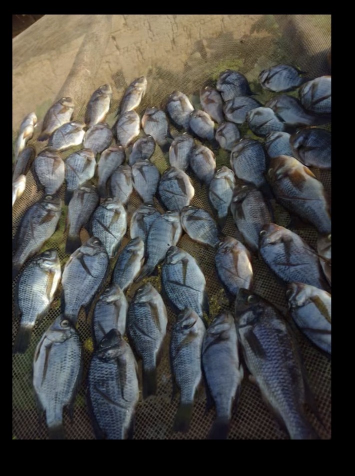Haut Katanga: la fermeture de la pêche violée sur le lac Tshangalele