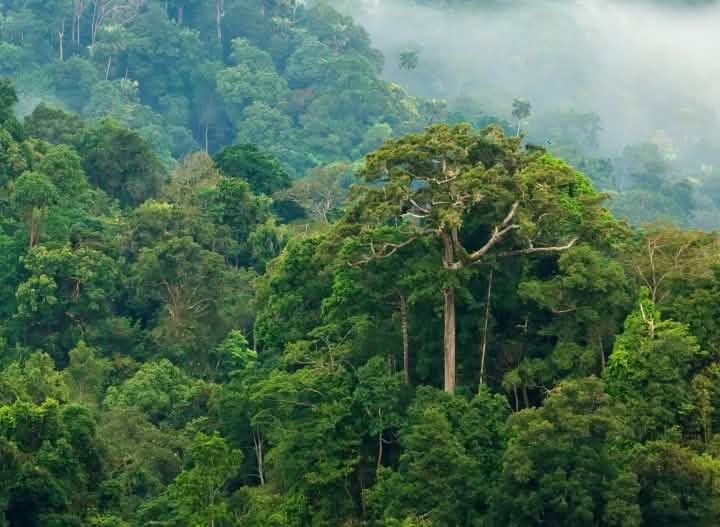 Monde: ONU a célébré la journée internationale des forêts