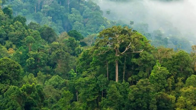 Monde: ONU a célébré la journée internationale des forêts