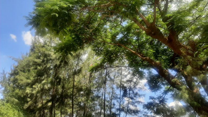 Quand les normes minières sur l&rsquo;environnement souffrent d&rsquo;application