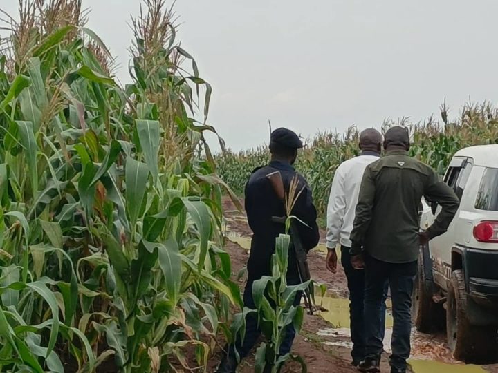 Lualaba : Jacques Kaumba porte désormais le secteur agricole
