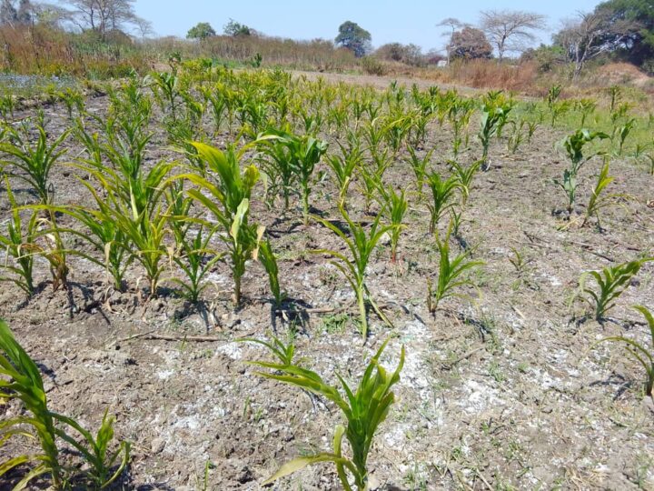 Haut-Katanga : quand le sol empoisonne la chaîne alimentaire
