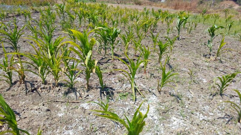 Haut-Katanga : quand le sol empoisonne la chaîne alimentaire